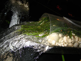 Crinum calamistratum dans les Flûtes aux Rhéophytes, Exposition Folies Végétales par Patrick Blanc, Espace EDF Electra, Paris