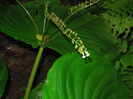 Monophyllaea horsfieldii inflorescence, Banjaran, Perak, Malaysia
