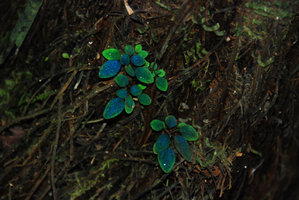 Sonerila, iridescence bleue des jeunes feuilles, Khonglor, vallée Hinboun, Laos