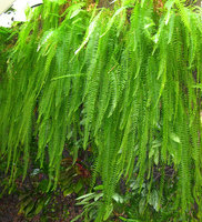 Nephrolepis Girbaud New York