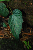 Begonia elisabethae, plantlets in place of hydathodes at the leaf veins endings, Langkawi, Malaysia