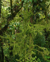 Forêt de mousses, Sierra do Mar, Curitiba