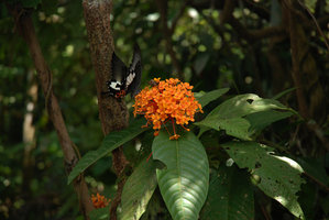 Ixora et papillon, Mac Ritchie, Singapour