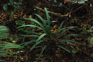 Ophiopogon sp, Hainan
