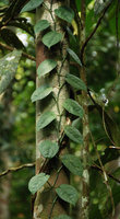 Scindapsus lucens on tree trunk, detail, Kota Tinggi, Malaysia