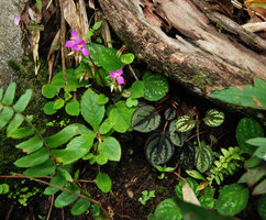 Sonerila cf congesta, green, brown and mottled leaves population, Langkawi, Malaysia