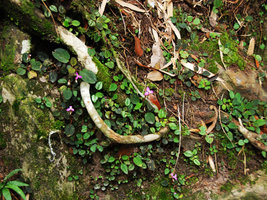 Sonerila cf congesta, mixed population on earth slope, Langkawi, Malaysia