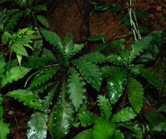 Ridleyandra quercifolia, Bukit Larut, Malaisie