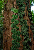 Scindapsus pictus on Shorea curtisii trunk, Bukit Timah, Singapour