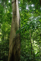 Rhaphidophora cf. sylvestris, fasciculate basal adventive roots, Khao Phra Thaeo NP, Phuket, Thailand