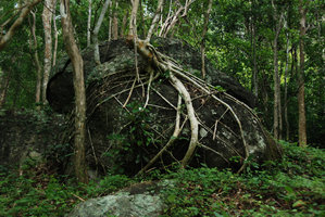 Ficus roots embracing a rock, Chumphon, Thailand