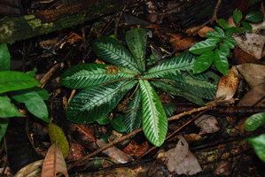 Acrotrema costatum on earth slope in rainforest understory, Langkawi, Malaysia