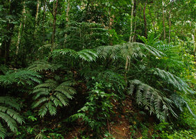 Angiopteris evecta, Tioman, Malaysia
