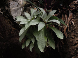 Paraboea paniculata on an exposed limestone cliff, Banjaran, Perak, Malaysia