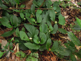 Pentaphragma begoniaefolium, strong leaf asymetry and downwards bending leafy stems, Perak, Malaysia