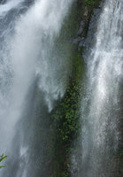 Plants in waterfall, Si Phangnga NP, Thailand