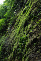Pogonatherum paniceum population on dripping cliff, Magdapio, Luzon
