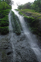 Schismatoglottis sp. in a waterfall, Magdapio, Luzon