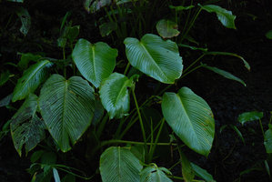 Schismatoglottis sp., detail, in a waterfall, Magdapio, Luzon