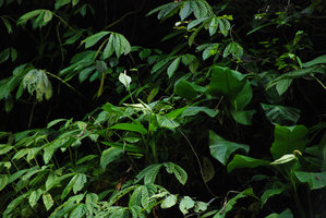 Spathiphyllum commutatum and Elatostema sp. on dripping cliff, Magdapio, Luzon