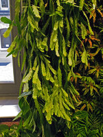 Rhipsalis houlletiana, Club Med