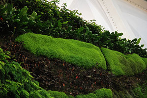 Coussin Helxine et Ludisia, Dolce Vita, Lisbonne