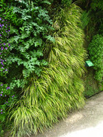 Square Vinet, Acanthus hungaricus et Acorus gramineus, Juin 2007