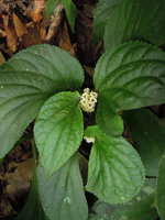 Pentaphragma begoniaefolium, inflorescence, leaf asymetry and marginal hydatherous teeth, Perak, Malaysia