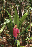 1984 - Patrick Blanc and Johannesteijsmannia altifrons, Bako NP, Sarawak, Borneo, Aug. 1984
