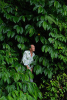Patrick Blanc and Elatostema macrophyllum (syn. E. paludosum) along a vertical seeping cliff, Gitgit, Bali, Feb. 2010