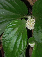 Pentaphragma begoniaefolium, flower close-up, marginal hydathodes and shiny leaf surface due to lens shaped epidermal cells, Perak, Malaysia