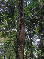 Aeschynanthus radicans climbing along a tree trunk, Bukit Larut, Perak, Malaysia