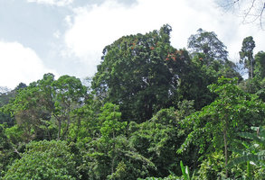 Bauhinia aureifolia in tree crown of rainforest canopy, Jeli, Kelantan, Malaysia