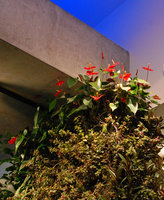 MONA, Museum of Old and New Art, Anthurium andreanum, Hobart,Tasmanie, Janvier 2011