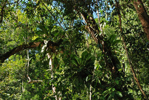 Scindapsus beccarii population, epiphytic on a Neram tree, Dipterocarpus oblongifolius, Ulu Temburong, Brunei, Borneo
