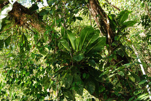 Scindapsus beccarii population, epiphytic on a Neram tree, Dipterocarpus oblongifolius, Ulu Temburong, Brunei, Borneo
