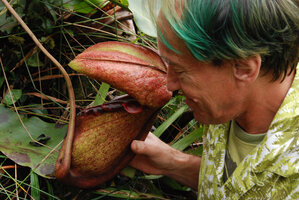 2010 - Patrick Blanc looking at a Nepenthes rajah pitcher, Mt Kinabalu, Borneo, July 2010