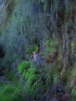 2014 - Patrick Blanc among the cascading Baeckea linifolia beside a waterfall, Blue Mountains, NSW, Australia Jan. 2014