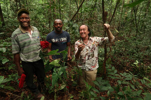 2018 - Patrick Blanc, Innocent Medjo, Jules Ngueguim  just after collecting the type specimen of the new Cercestis species, Ebodje, Campo, Cameroon, March 2018