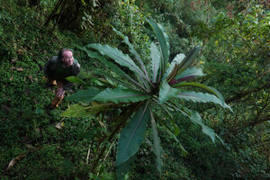 2019 - Patrick Blanc looking at the terminal leaf rosette of Lobelia giberroa in Harenna forest, 2300 m asl, Bale NP, Ethiopia, Jan. 2019