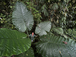 2022 - Patrick Blanc among Alocasia robusta leaves, Sepilok FR, Sabah, Borneo, July 2022