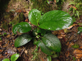 Pentaphragma ellipticum, upwards growing stem contrary to plagiotropic reclining stem of P. begoniaefolium, Bukit Larut, Perak, Malaysia