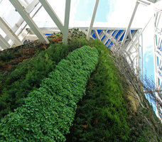 Sedum and Chamaecyparis, Torre de Cristal, Madrid