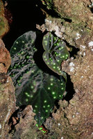 Begonia integrifolia - Thailande