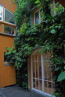 Patio, côté Fatsia polycarpa