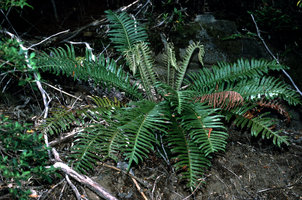 Blechnum chilense  -  Chili