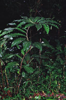 Costus  claviger  -  Guyane