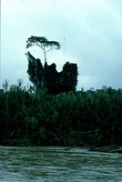Dais de Convolvulaceae - Rio Villano - Equateur