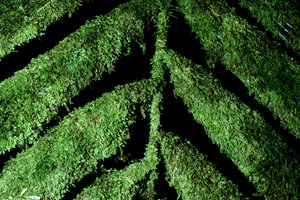 Epiphylles sur palmier  -  Guyane