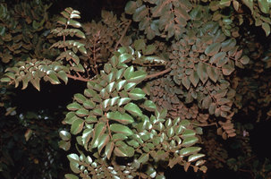 Gevuina avellana -  Chili